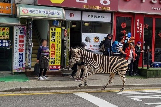 A zebra walks in an eastern Seoul residential district after escaping from a nearby zoo on March 23, 2023, in this photo provided by a citizen. (Yonhap)
