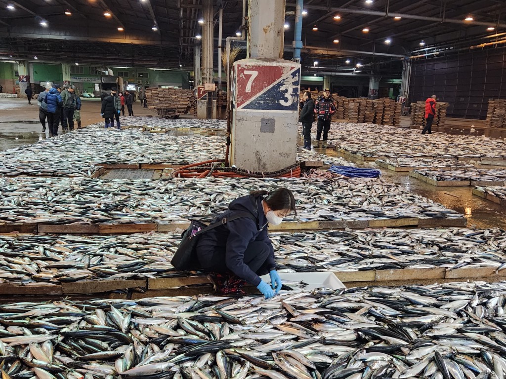 An official from the National Fishery Products Quality Management Service collects mackerel for radioactivity testing at a joint fish market in Busan, South Korea, on the morning of Feb. 28. (Image courtesy of Yonhap)