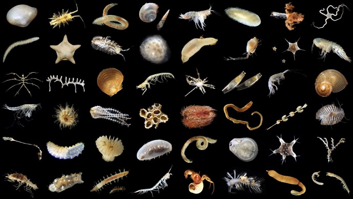 A selection of typical macrofaunal species found on the NORI-D area during NORI’s recent environmental baseline work. These species were retained on a 300 micrometer mesh [half the size of a pencil tip] sieve aboard NORI’s vessel. Note: not all images are to scale.