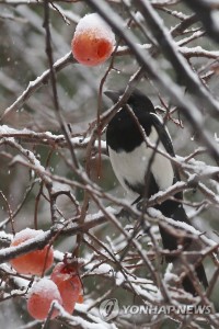 magpie_0000