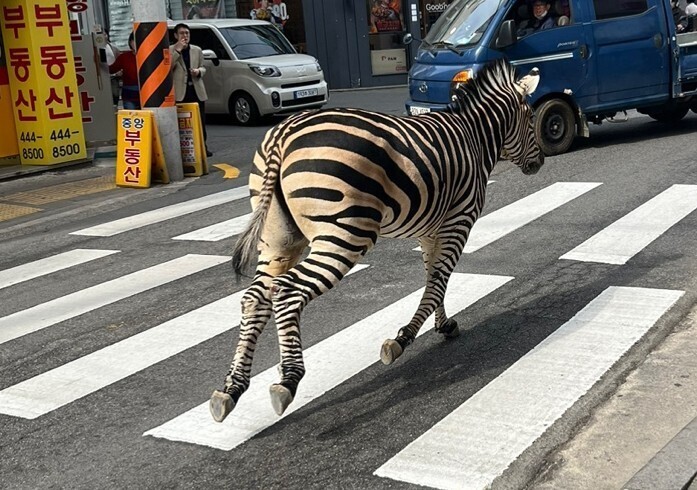 Sad Story of a Young Zebra Who Escaped and Ran around Downtown Seoul