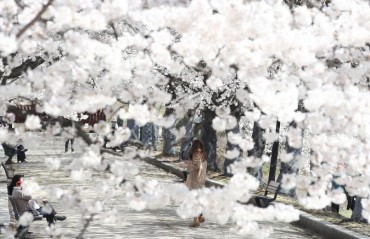 S. Koreans in Their 20s and 30s Prefer Cherry Blossom Hotspots with Nearby Cafes: Data