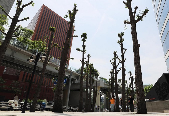 Environment Ministry Sets Guidelines to Prevent Excessive Pruning