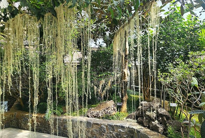 National Arboretum Opens New Lichen Garden