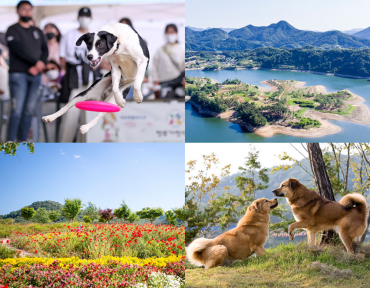 Cultural Festivals Celebrating the Spirit of Osu Dog and Pet Culture