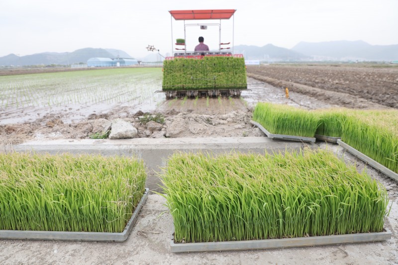 First Rice Harvest of the Season Begins in Busan