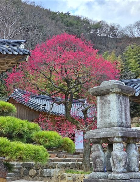 Hwaeomsa, a head temple of the Jogye Order of Korean Buddhism located on the slopes of Jirisan, announced on April 3rd the winners of the third photo contest with a theme focusing on Red Plum Blossoms/Plum Blossoms using photography or a cellular phone. The picture is the art piece taken by Lee Dong-hee, one of the contest winners. (Image provided by Hwaeomsa) 