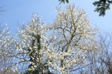 Oldest Magnolia Tree in Korea Blooms