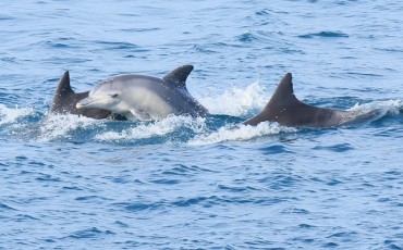 S. Korea to Ban Ships from Approaching Dolphins