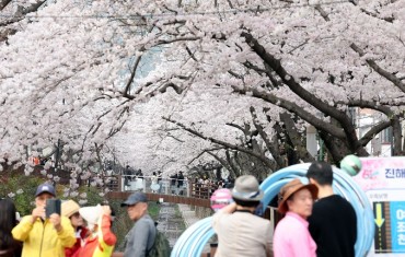 Jinhae Cherry Blossom Festival Attracts a Surge of Taiwanese Tourists