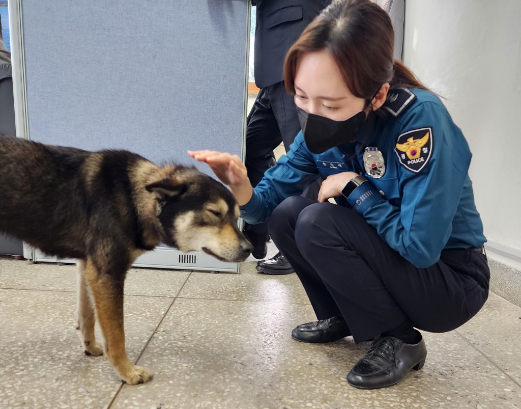 Puppy rescued from wildfire in Gangneung 2