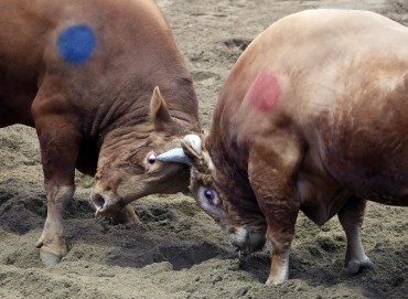 2023 Cheongdo Bullfighting Festival Returns After Four-Year Hiatus
