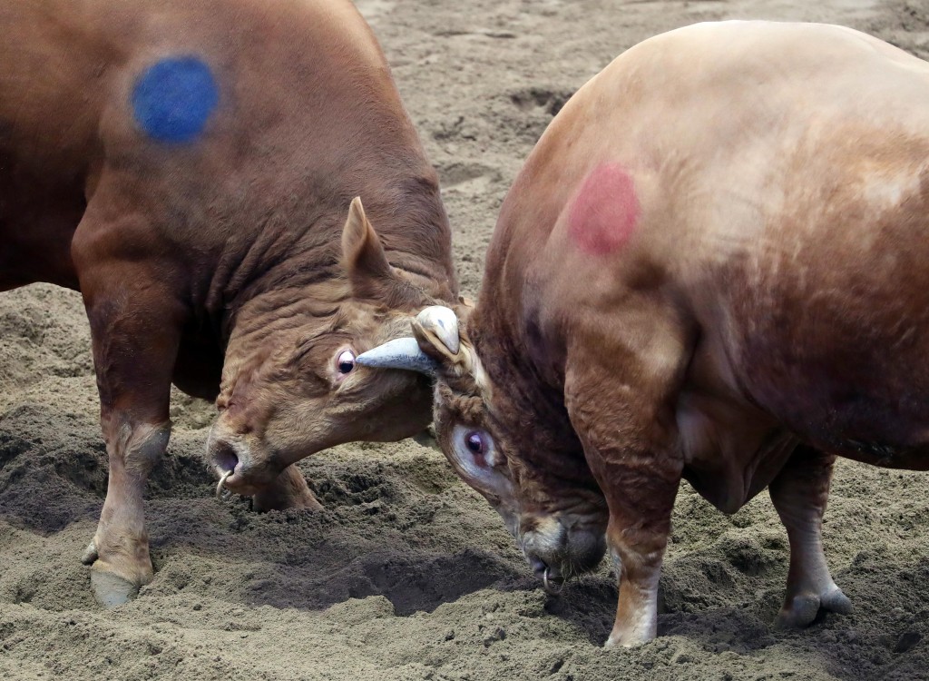 In a stark departure from European bullfighting, Korean bullfighting showcases a unique spectacle where the bulls themselves engage in battle. (Image courtesy of Yonhap)