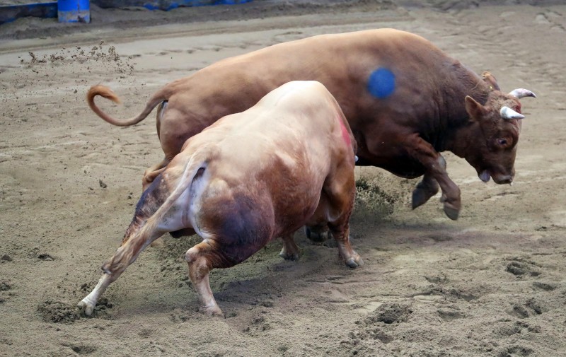 Resumption of Bullfighting Festival in South Korea Reignites Controversy over Animal Abuse