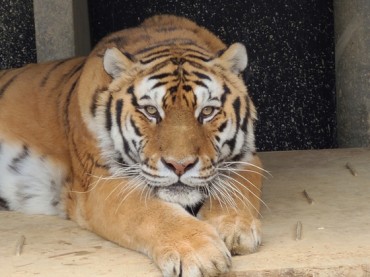 Siberian Tiger Born at Cheongju Zoo Passes Away