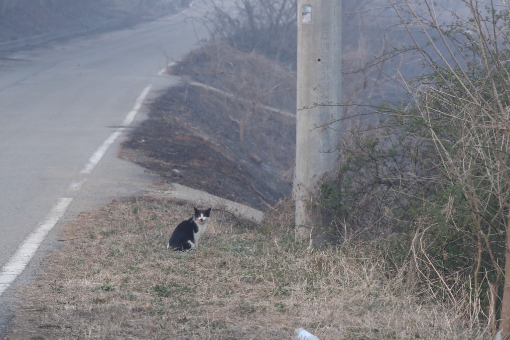 A stray cat looks at a burnt mountain as a wildfire in the western part of Hongseong-gun, Chungcheongnam-do, continues for more than eight hours at 11 a.m. on April 2. (Image courtesy of Yonhap)