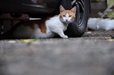 Incheon’s Proposed Stray Cat Feeding Station Sparks Debate Among Residents