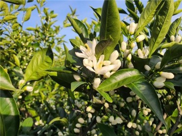 Jeju Anticipates Early Tangerine Flowering as Climate Change Brings Early Spring