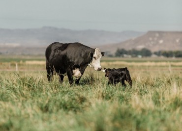 Vytelle Closes $20MM in Series B Funding to Accelerate Genetic Progress in Cattle