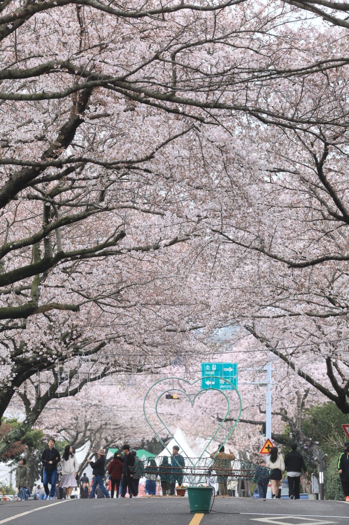 On the morning of March 25th, tourists visiting the Wang Cherry Blossom Festival in Jangjeon-ri, Aewol-eup, Jeju-si were enchanted by the stunning cherry blossoms in full bloom. (Image courtesy of Yonhap)