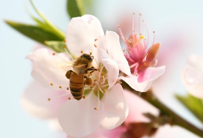 A bee collects pollen from peach flowers in full bloom at an orchard in Chuncheon, 85 kilometers northeast of Seoul, on April 18, 2022. (Yonhap)