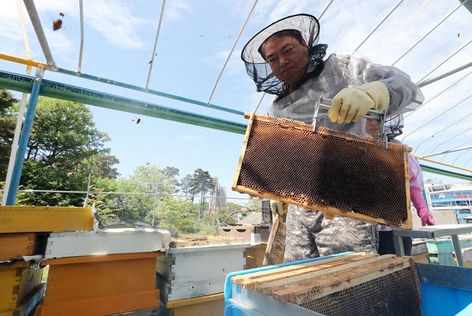 A bee farmer removes a frame full of acacia honey from a beehive at his honey farm in Cheongju, central South Korea, on May 12, 2022. (Yonhap)