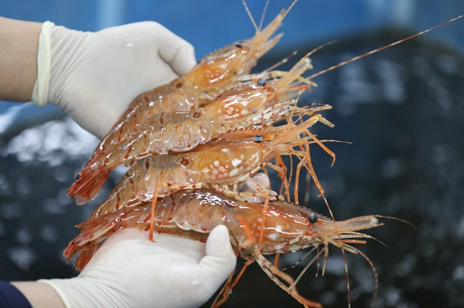 Humpback Shrimp