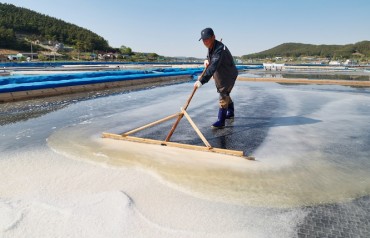 Production of Unique Pine Pollen Salt Begins in Full Swing