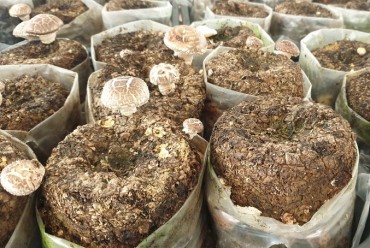 Mushroom Medium Can be Repurposed as Barn Floor Bedding: Research Institute