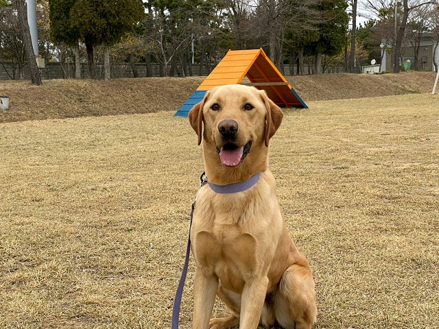 Korea Customs Service to Put Drug-sniffing Dogs Up for Adoption