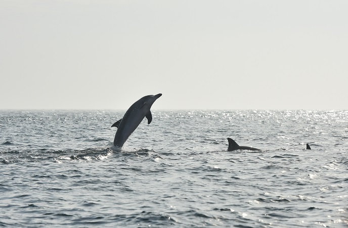 S. Korea to Begin Monitoring Habitat of Dolphins Released from Captivity