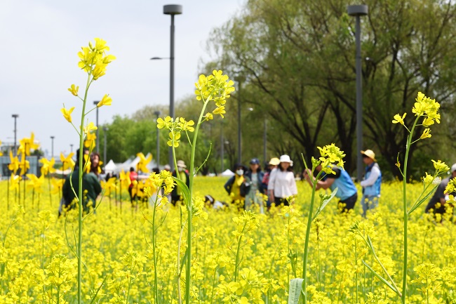 People enjoy looking at flowers along the Han River in Seoul on May 14, 2023. (Yonhap)