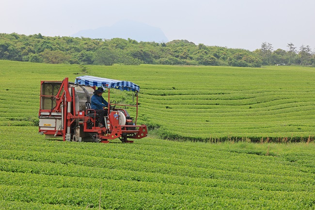 A farmer collects tea leaves at a farm on the southern resort island of Jeju on May 17, 2023. (Yonhap)