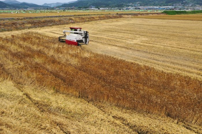 A farmer harvests barley with a combine in a field in Joseong-myeon, Boseong-gun in South Jeolla Province, on May 26.