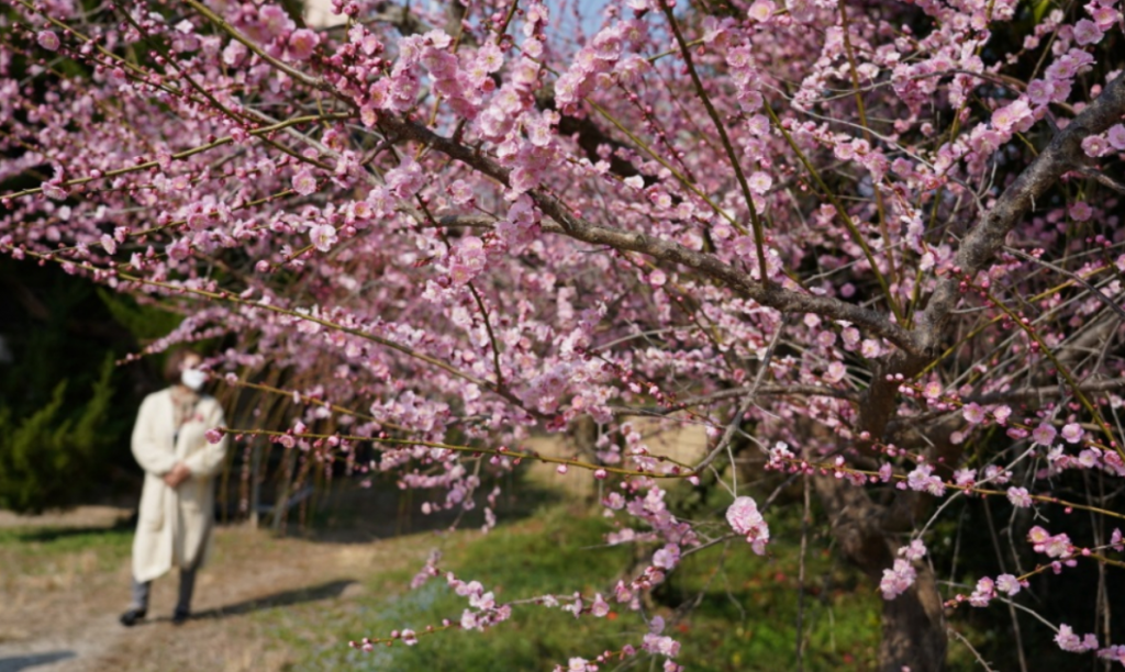 bohae plum farm