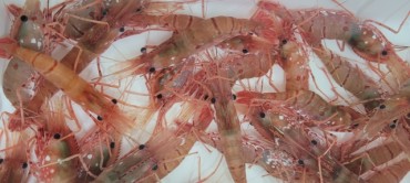 North Gyeongsang Province to Release Dokdo Shrimp