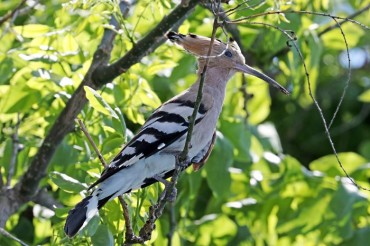 Rare and Auspicious Hoopoe Birds Spotted in Coastal Village of Pohang