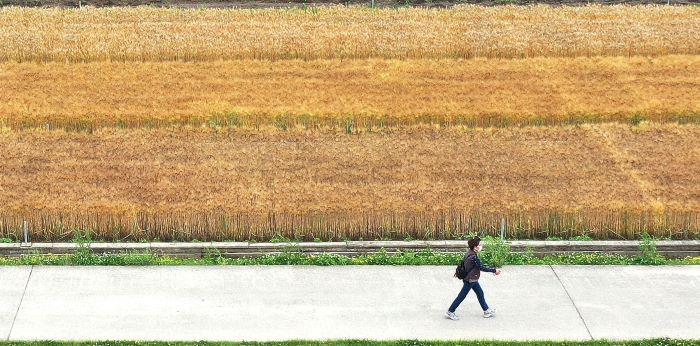A week before the seasonal harvest, on the morning of the 30th, the fields of Hakjeong-dong, Buk-gu, Daegu are adorned with flourishing crops like barley.