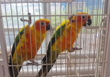 Construction Company Held Liable for Parrot Deaths Due to Noise and Vibration