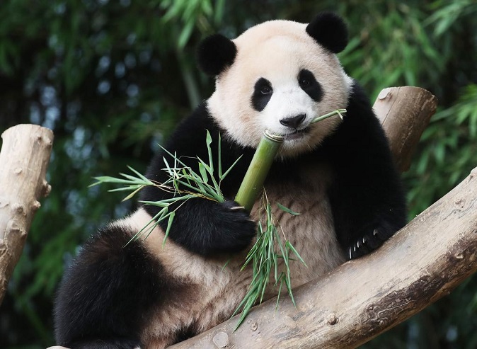 Everland’s Baby Panda a Tourist Magnet