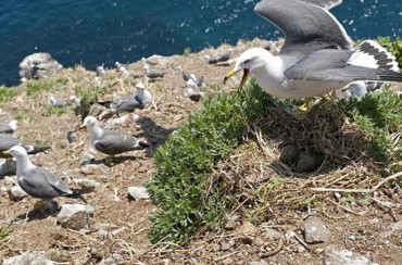 Gov’t Utilizes Seabird Habitats to Choose Offshore Wind Plant Locations