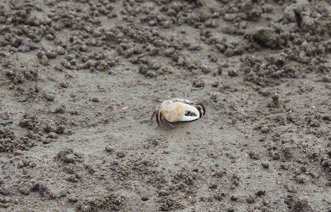 Growing Calls for Conservation as Endangered Species Found on Island Near Incheon