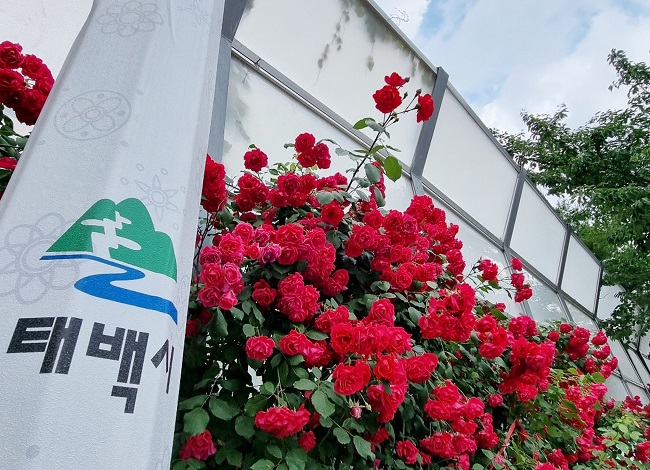 Taebaek Goes All-Out to Enhance Its Image as a Beautiful Rose Land