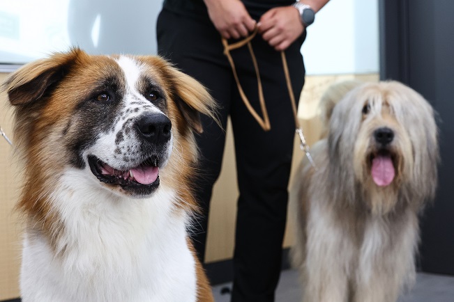 A pair of Badugi dogs stand during a press conference at Konkuk University on June 8, 2023. (Yonhap)