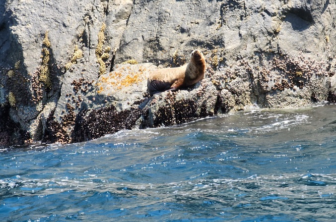 Rare Sea Lion Spotted After Presumed Extinction