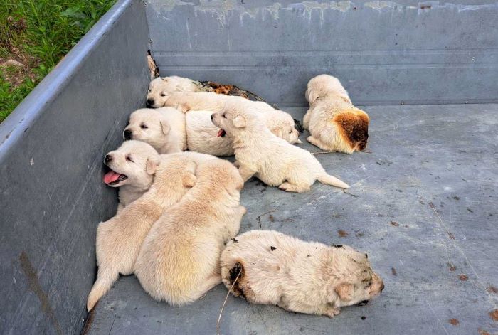 Puppies Rescued from the Jaws of a Raging Inferno