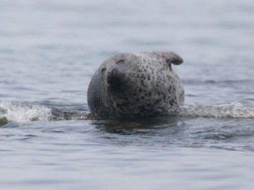 Endangered Spotted Seals Make Noteworthy Return to Baekryeong Island