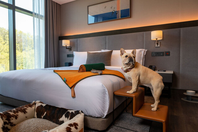 Hotels and Airlines Step Up to Attract Travelers with Pets