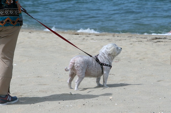 Pet-friendly Anmok Beach Opens with Exclusive Pools for Dogs