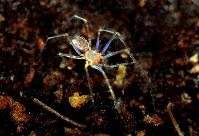Eyeless Spider Species Discovered in South Korean Cave